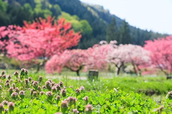 岐阜県郡上市発。デザイン制作、商品撮影、冊子デザイン、印刷物はめいほう出版